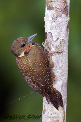 Buff necked Woodpecker