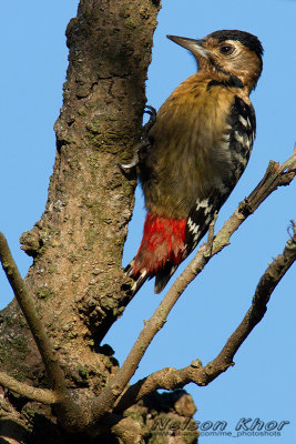 Fulvous Breasted Woodpecker