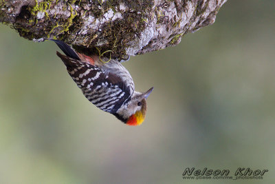 Brown Fronted Woodpecker