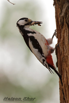 White Winged Woodpecker