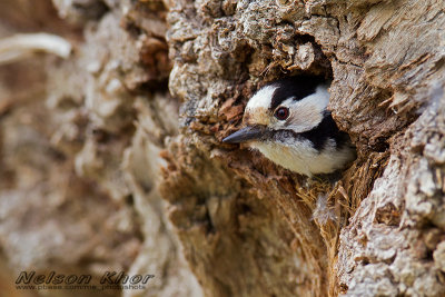 Lesser Spotted Woodpecker