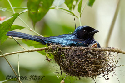 Lesser Racket Tailed Drongo