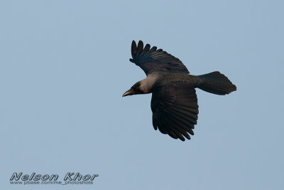 House Crow