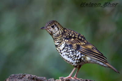 Scaly Thrush