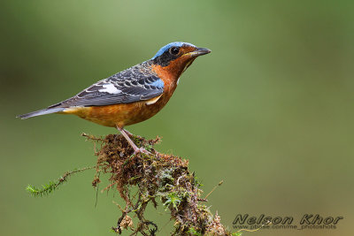 White Throated Rock Thrush