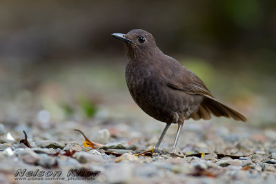 Bornean Whistling Thrush