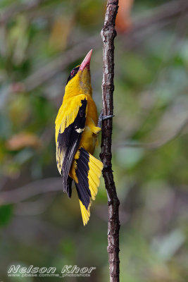 Black naped Oriole