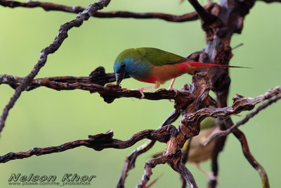 Pin Tailed Parrotfinch