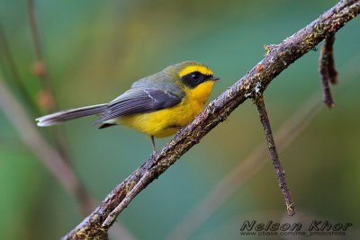 Yellow Bellied Fantail