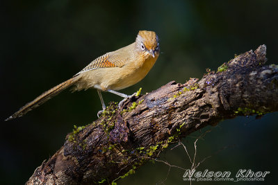 _MG_5046.jpg