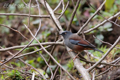 Maroon Backed Accentor