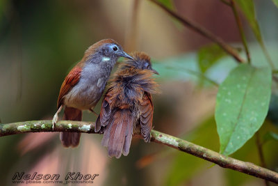 Chestnut Winged Babbler