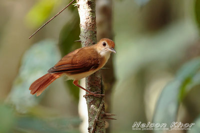 Ferruginous Babbler