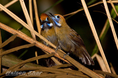 Fluffy Backed Tit Babbler