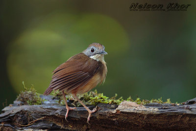 Short Tailed Babbler