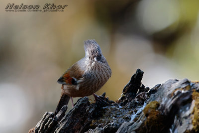 Streak Throated Barwing