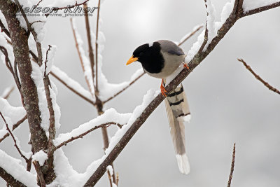 Golden Billed Blue Magpie