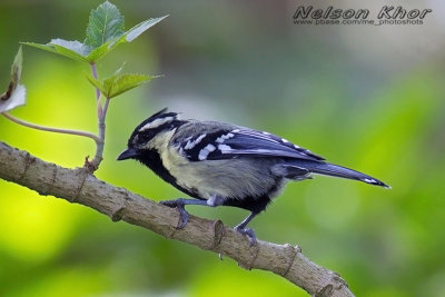 Indian Yellow Tit