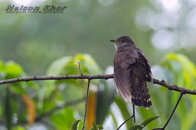 Malaysian Hawk Cuckoo
