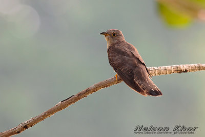 India Cuckoo