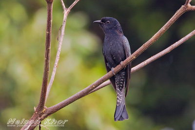 Square Tailed Drongo Cuckoo
