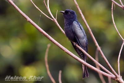Square Tailed Drongo Cuckoo