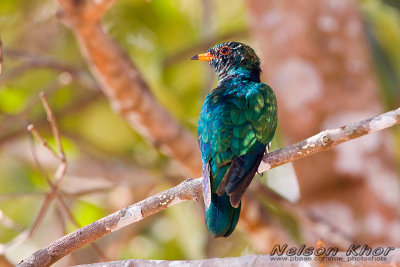 Asian Emerald Cuckoo