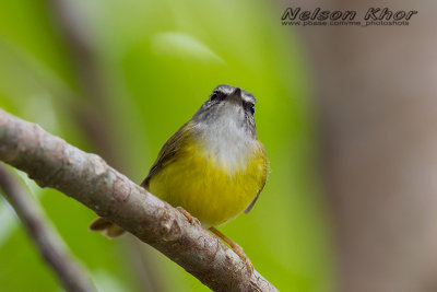 Yellow-bellied Warbler