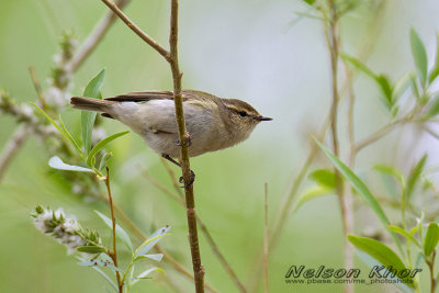 Hume's Warbler