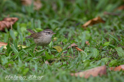 Radde's Warbler