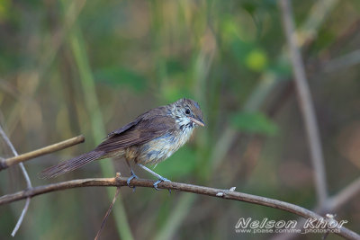 Thick Billed Warbler