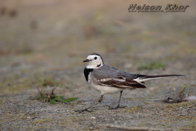 White Wagtail