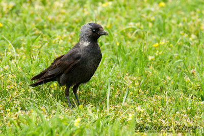 Jackdaw