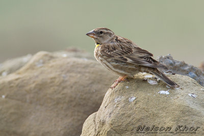 Rock Sparrow