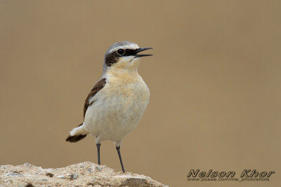 Northern Wheatear