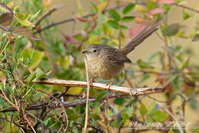 Striated Prinia