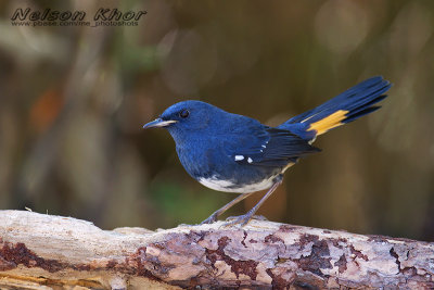 White Bellied Redstart