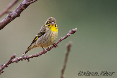 Yellow Breasted Greenfinch
