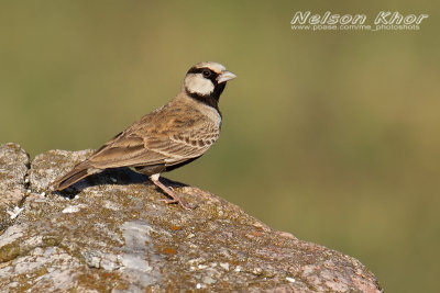 Ashy Crowned Lark