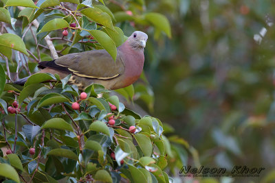 Pink Necked Green Pigeon
