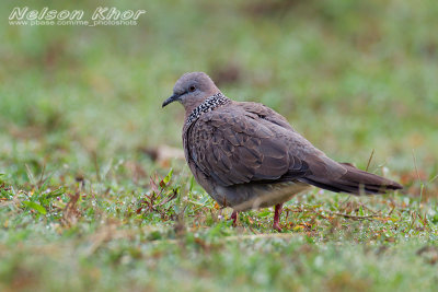 Spotted Dove