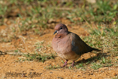 Laughing Dove
