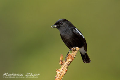 Pied Bushchat