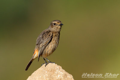 Pied Bushchat