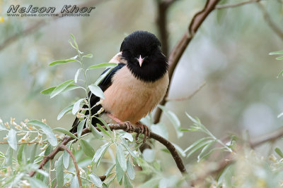Rose Coloured Starling