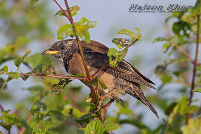 Rosy Starling