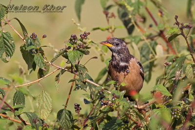 Rosy Starling