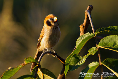 Spot Breasted Parrotbill