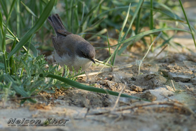 Lesser Whitethroat