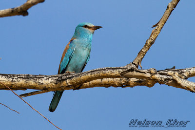 European Roller